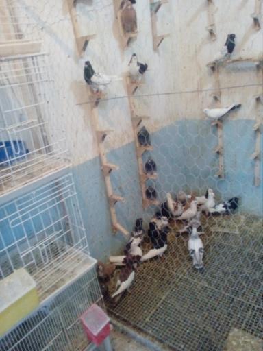 عکس پرنده فروشی محمدی