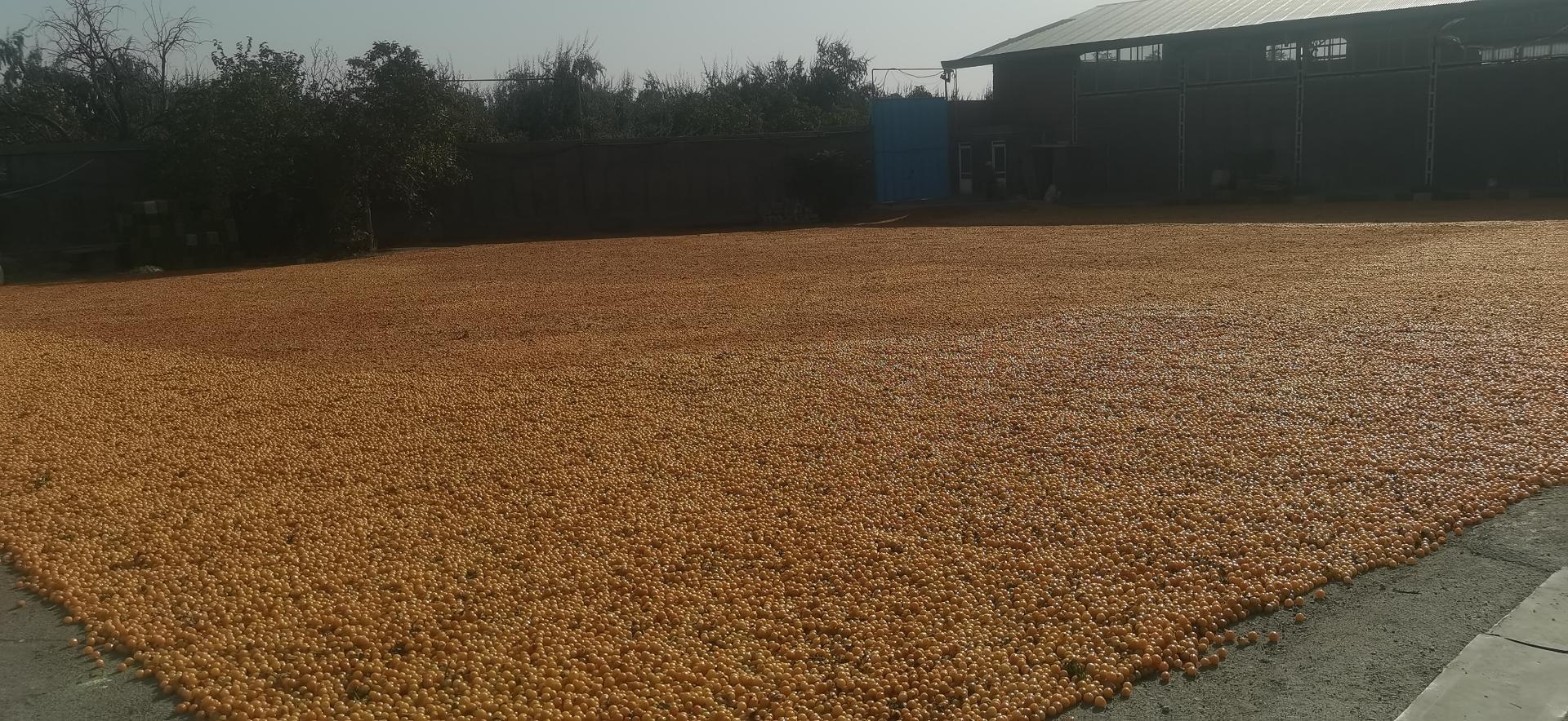 عکس خشکبار جعفرقلی 