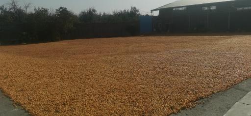 عکس خشکبار جعفرقلی 