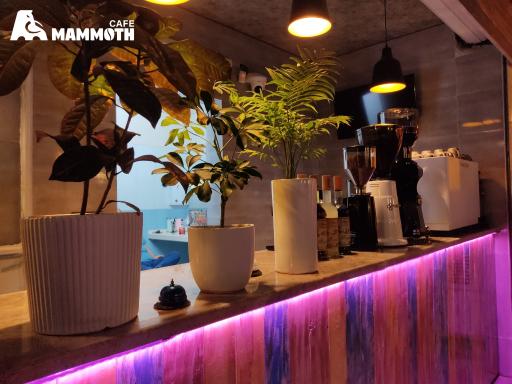 عکس کافه ماموت