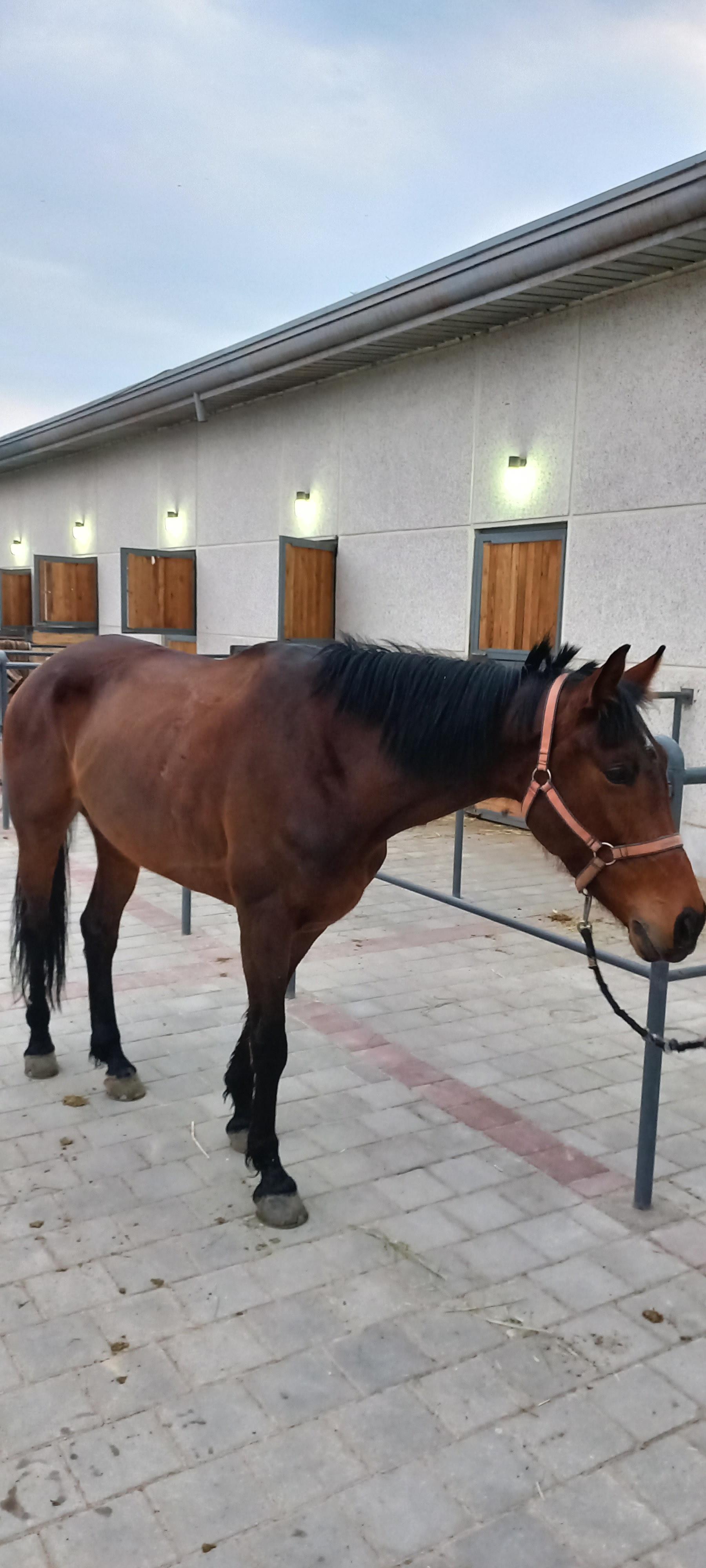 عکس باشگاه اسب سواری