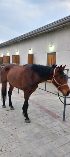 عکس باشگاه اسب سواری