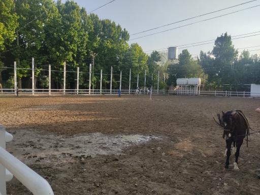 عکس مانژ سوارکاری ناژوان