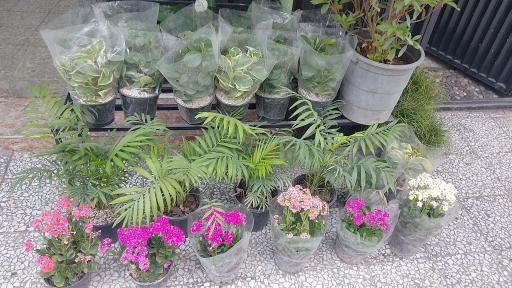 عکس گل ژیپسو