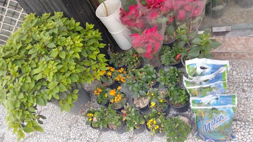 عکس گل ژیپسو