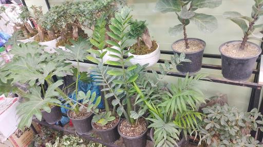 عکس گل ژیپسو