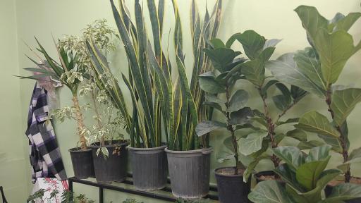 عکس گل ژیپسو