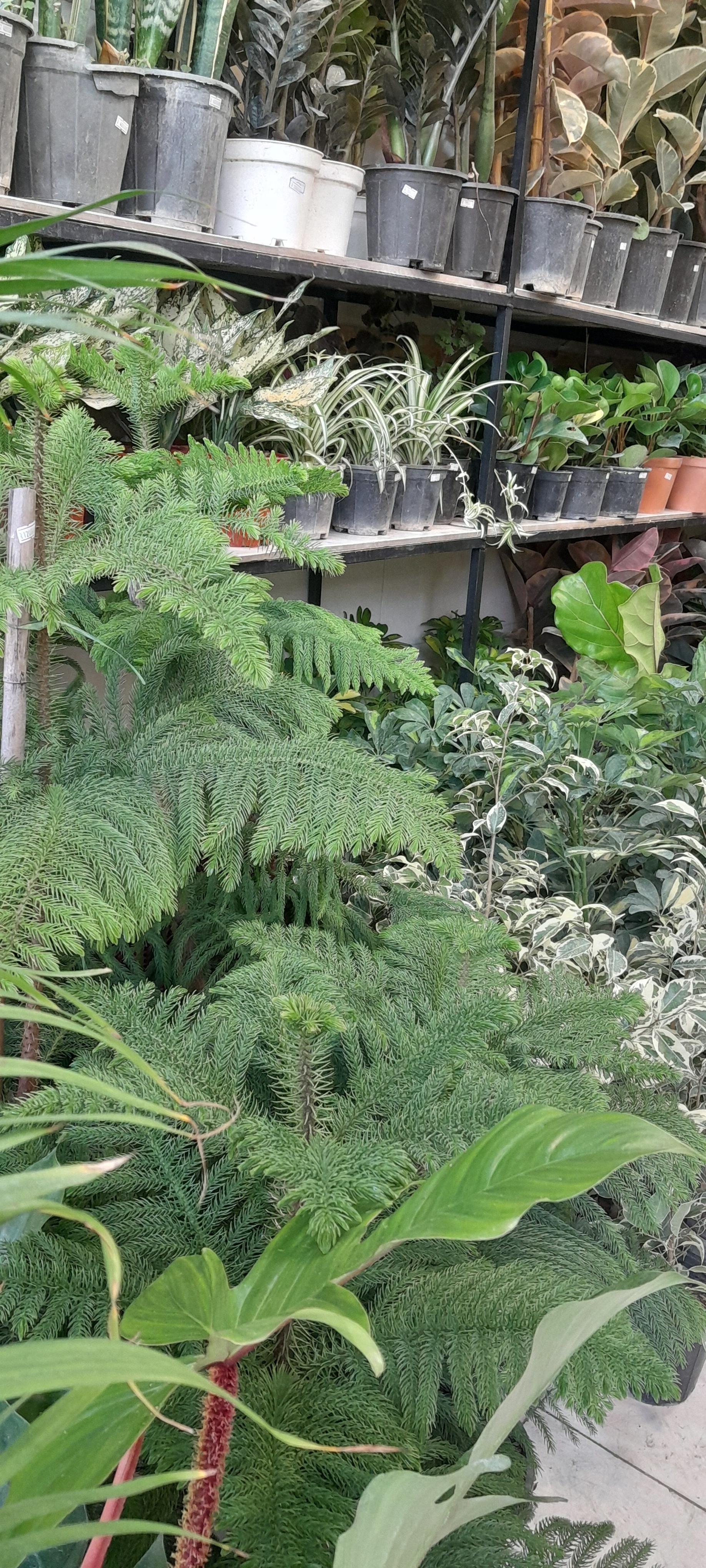 عکس گل فروشی بهارگلی