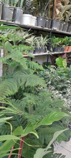 عکس گل فروشی بهارگلی