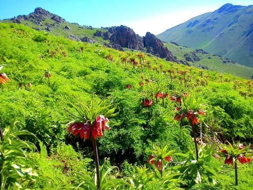 عکس قله آلپ شاهین دژ 2764 متر