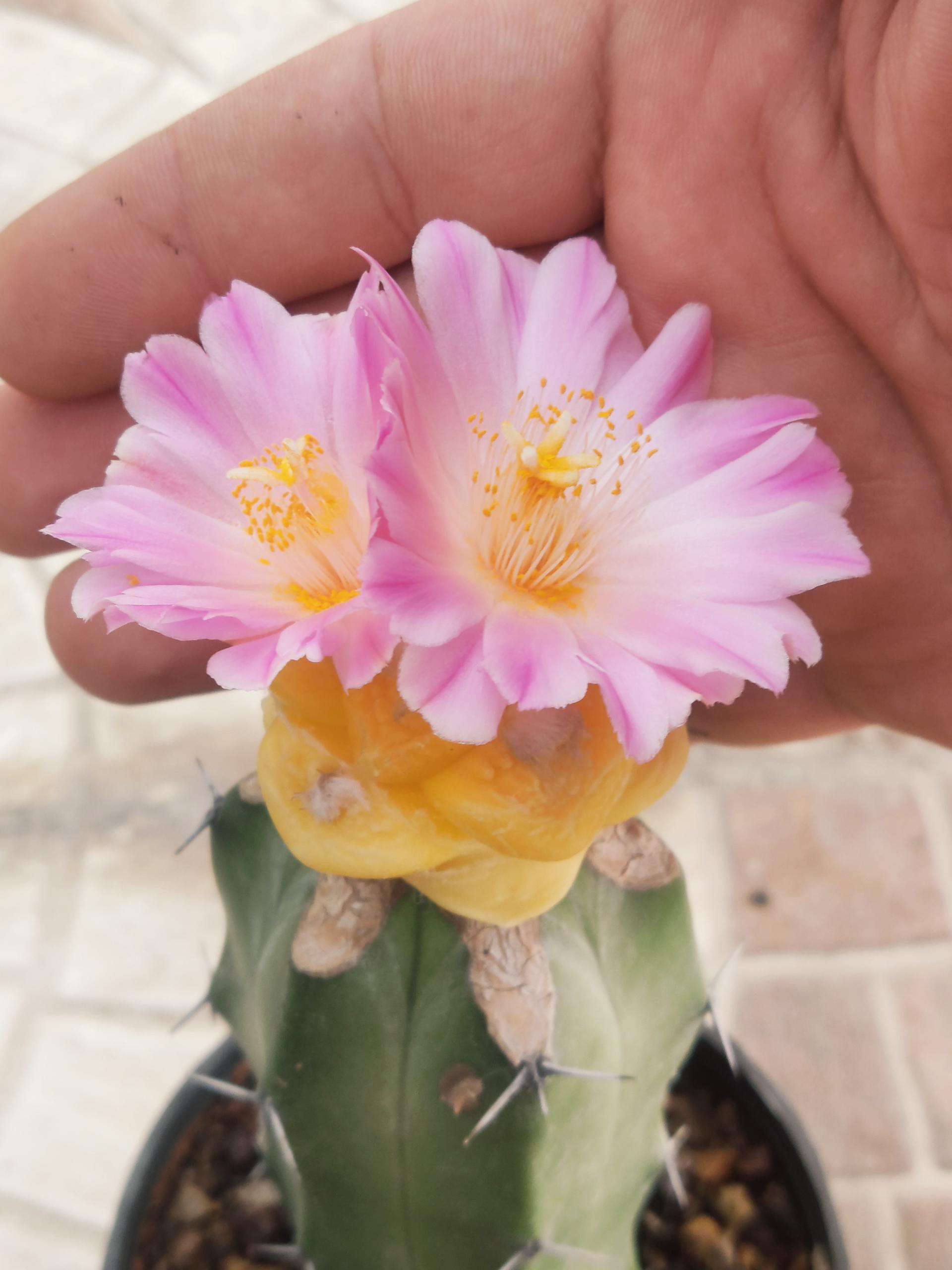 عکس گیاهان خاص نیکا