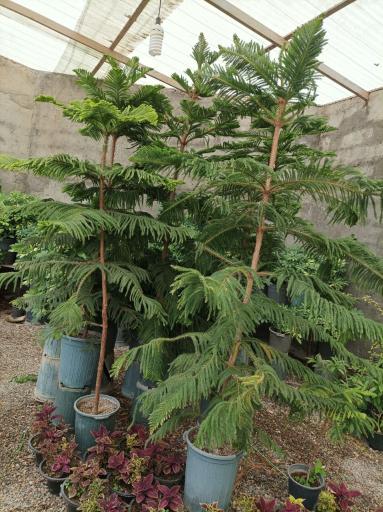 عکس گلخانه چهارفصل طوبی