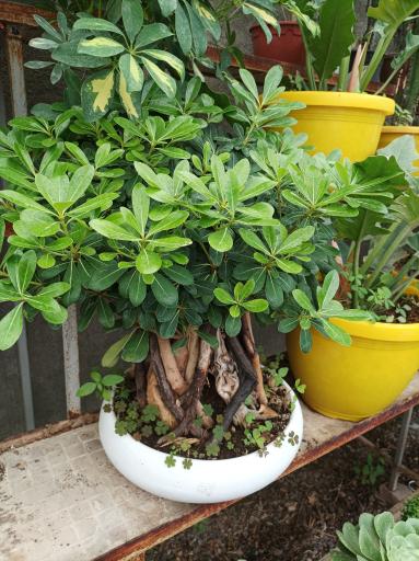 عکس گلخانه چهارفصل طوبی