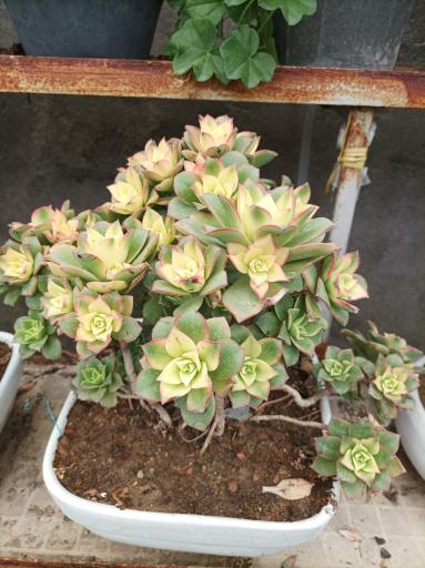 عکس گلخانه چهارفصل طوبی