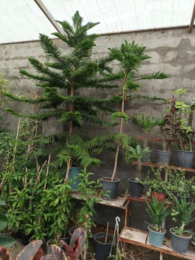 عکس گلخانه چهارفصل طوبی