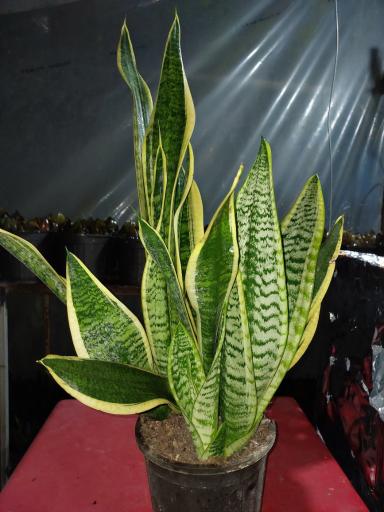 عکس گلخانه چهارفصل طوبی