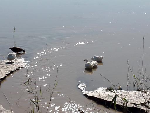 عکس باشگاه ماهیگیری پدیده شمال