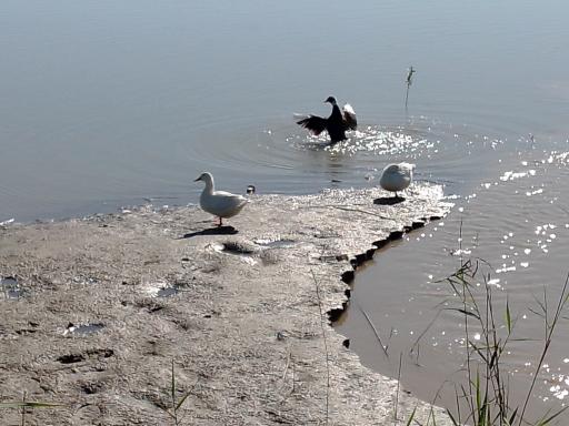 عکس باشگاه ماهیگیری پدیده شمال