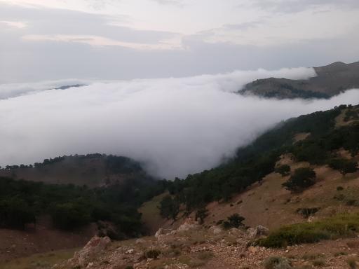 عکس جنگل ابر