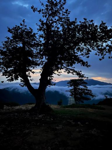 عکس جنگل ابر