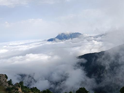 عکس جنگل ابر