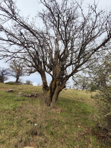 عکس جنگل ابر