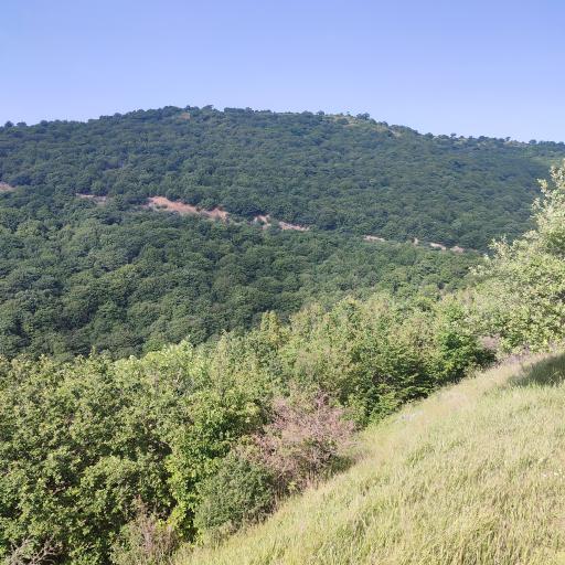 عکس جنگل ابر