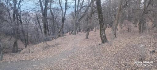 عکس جنگل ابر