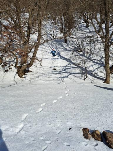 عکس جنگل ابر