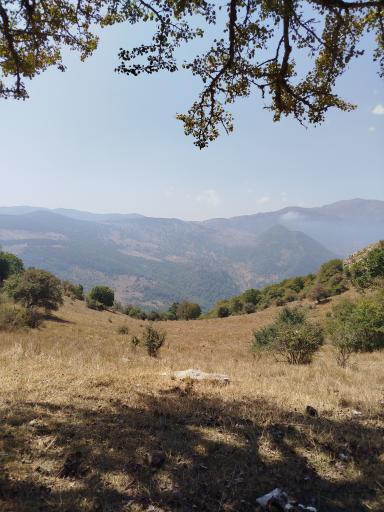 عکس جنگل ابر