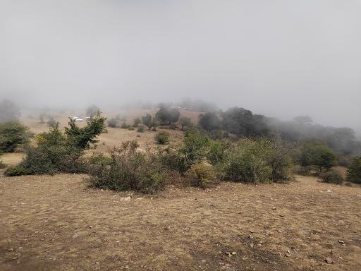 عکس جنگل ابر