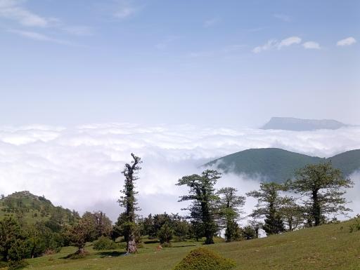 عکس جنگل ابر