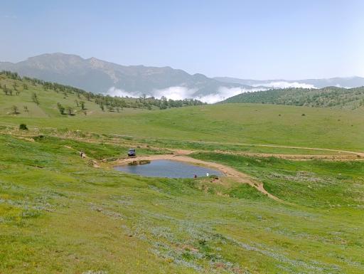 عکس جنگل ابر