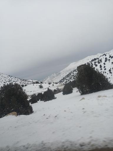 عکس جنگل ابر