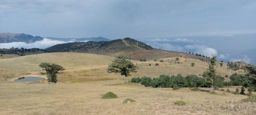 عکس جنگل ابر