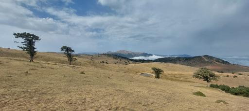 عکس جنگل ابر