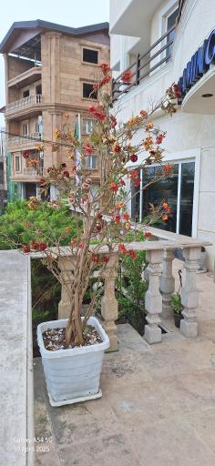 عکس هتل آپارتمان فلامینگو