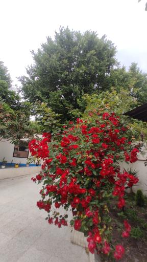 عکس باغ رستوران امی خانه