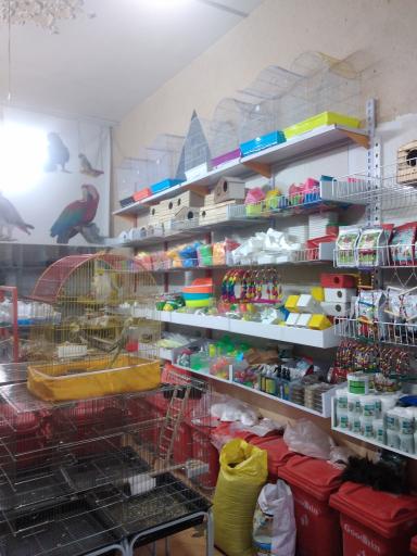 عکس پرنده فروشی طبیعت