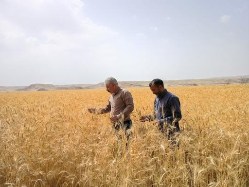 عکس سومار