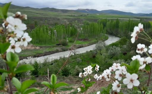 عکس گیوی