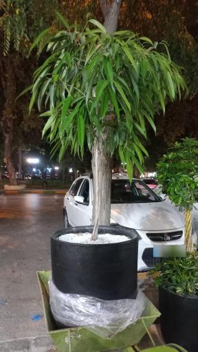 عکس گل سرای روژان