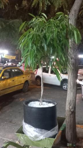 عکس گل سرای روژان