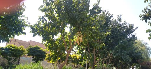 عکس بوستان بانوان لاله