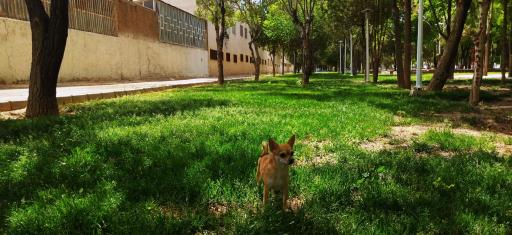 عکس بوستان سعدی