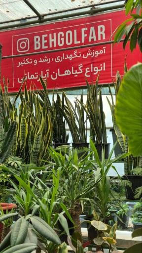 عکس گیاهان آپارتمانی بهگل فر