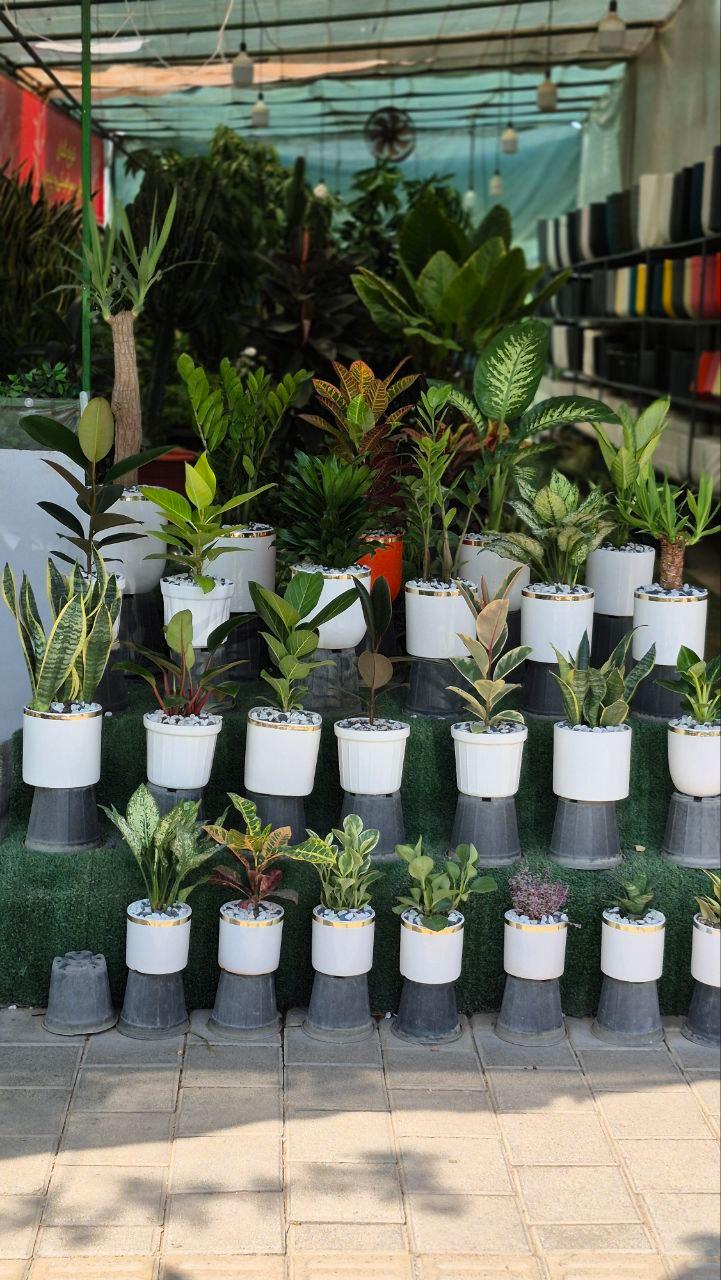 عکس گیاهان آپارتمانی بهگل فر