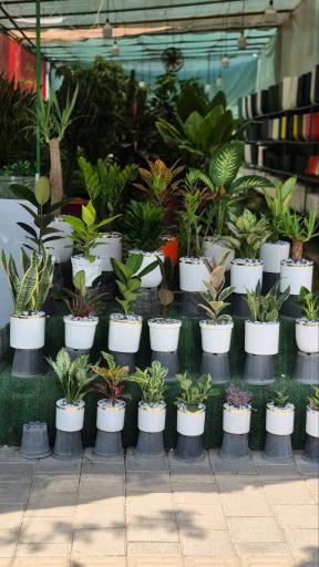 عکس گیاهان آپارتمانی بهگل فر