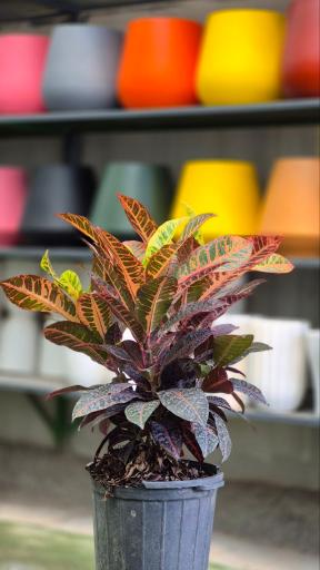 گیاهان آپارتمانی بهگل فر