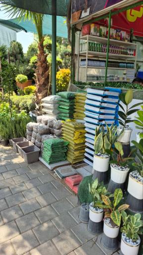 گیاهان آپارتمانی بهگل فر